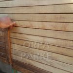 Burma Teak Ağacı